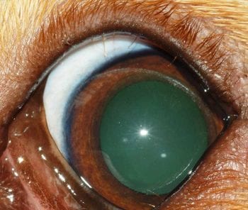 Figure 2. Left eye upper and lower distichiasis in a 14-week-old Labrador retriever. This patient had increased tear production and epiphora, but no actual keratitis and/or corneal ulceration.