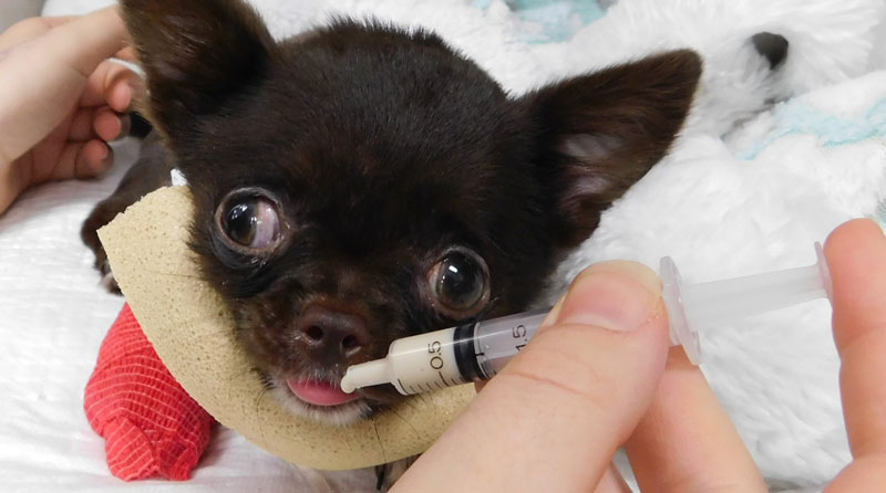 Prior to surgery, Ping had to be hand-fed while he was hospitalised with his neck brace.
