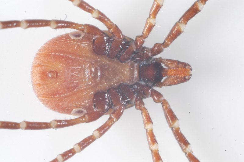 <em>Ixodes ricinus</em>. Image © John McGarry, University of Liverpool 