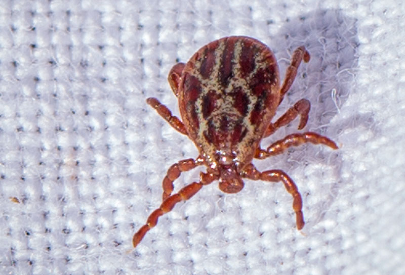 <em>Dermacentor reticulatus</em>. Image © MSD Animal Health