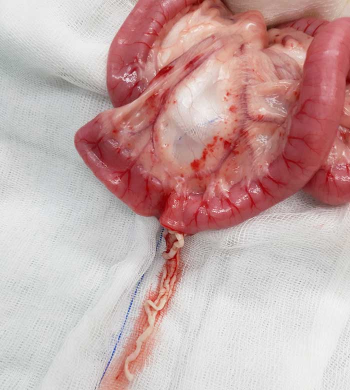 Tapeworms in the jejunum.