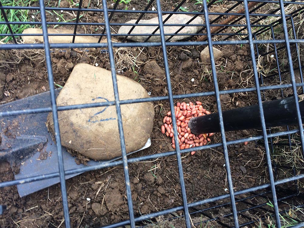 Figure 2. Peanuts are gradually moved into the traps during the prebaiting stage so badgers become used to the trap. A stone is placed over the peanuts to prevent other species taking them. Image © Jason Skeen