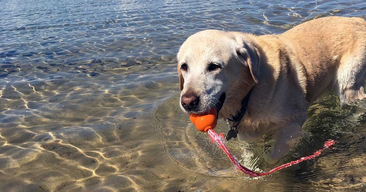 Figure 1. Older dogs’ cognitive abilities may be helped by environmental enrichment as well as nutrition.