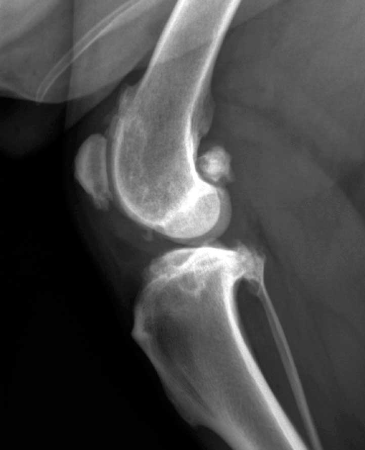 Figure 2. Radiographic evidence of OA in a dog’s stifle joint.
