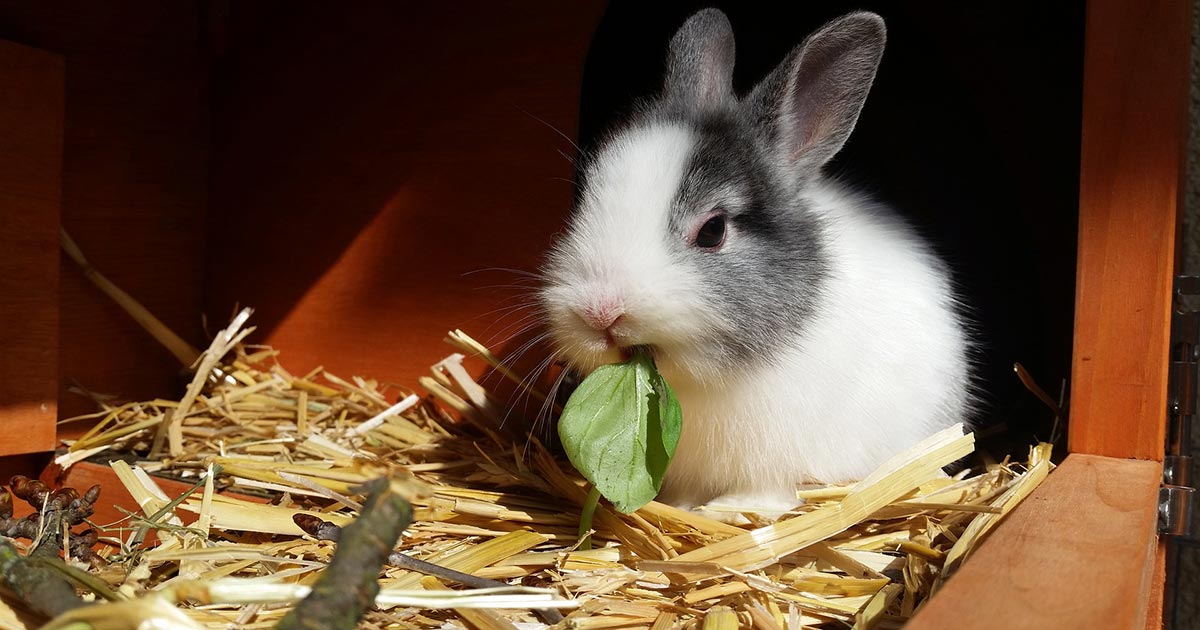 Rabbits deals