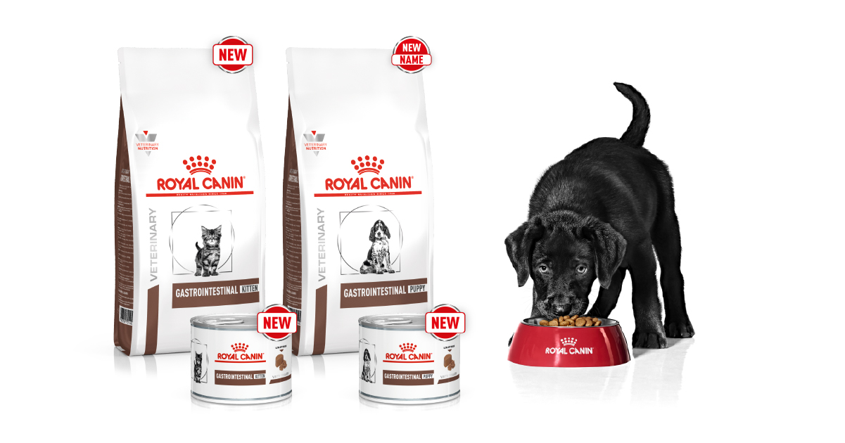 sponsored Puppy and kitten digestion a sensitive subject during