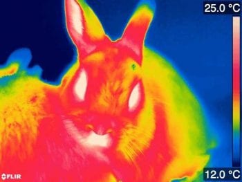 This thermal image shows a paired rabbit grooming its partner during the study. The red colouring shows the warmer areas of the rabbits’ bodies, where they have been huddling together. This image is for illustrative purposes only and was not used for data collection. Image: © RVC