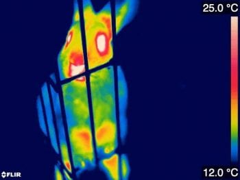 This thermal image shows one of the single rabbits in the study biting the bars of its housing. The blue colouring shows the colder areas of the rabbit’s body. This image is for illustrative purposes only and was not used for data collection. Image: © RVC