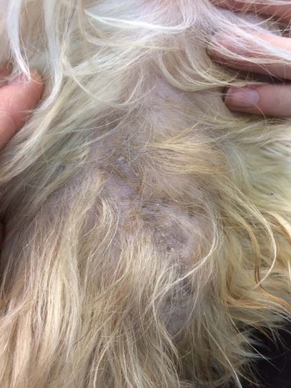 Alopecia on a dog with a food allergy.