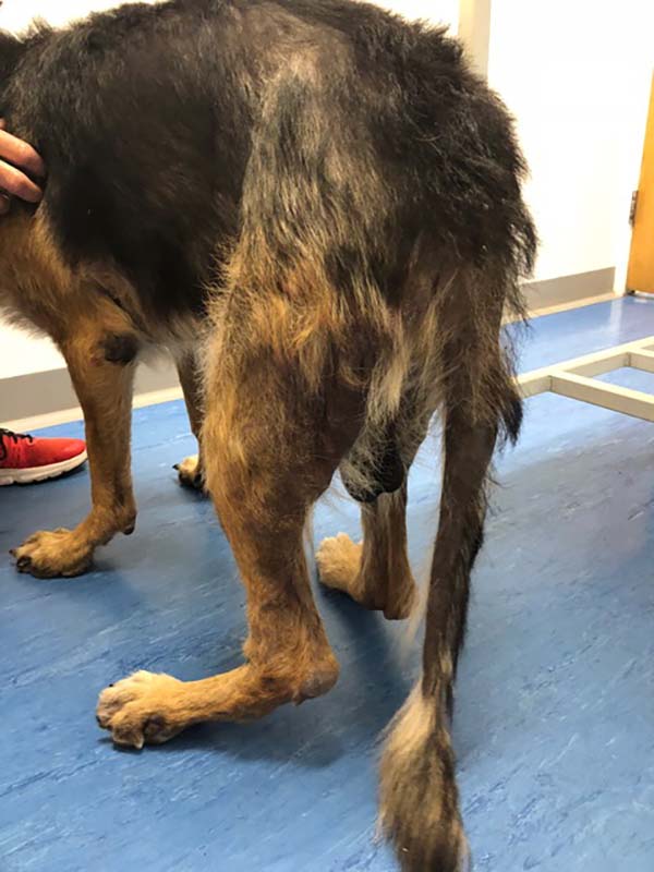 A dog with sarcoptic mange.