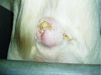 Figure 6. A discharging caseous lymphadenitis abscess.