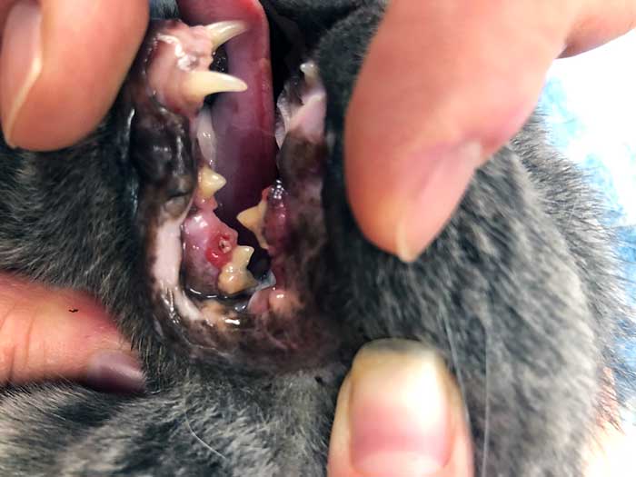 Figure 4. Dental pathology in a cat with IRIS stage three chronic kidney disease. Post‑dental treatment, the cat gained weight, sought interaction with the owner and undoubtedly benefited from the procedure.