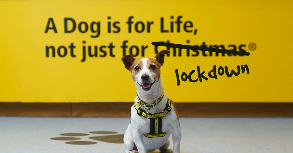 Dog for life hot sale not just christmas