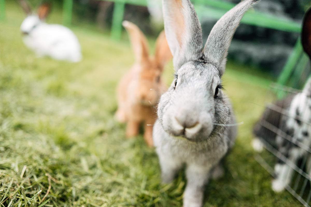 Rabbits. Image © Pavel / Adobe Stock