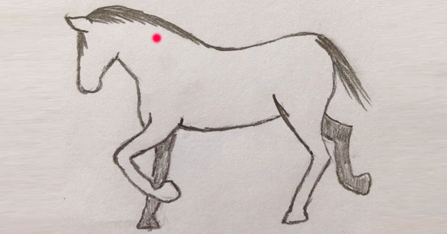 Figure 3. The implantation site of the horse is on the left side, halfway between the poll and withers. The nuchal ligament is located just below the mane.