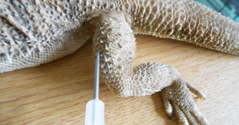 Figure 5. Microchip placed in the proximal left hindleg over the quadriceps muscle in a bearded dragon.