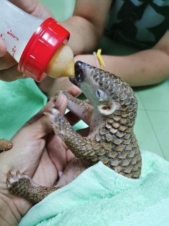 Hope was bottle-fed and received 24-hour care. Image © ZSL/Mahidol University