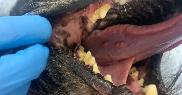 Multiple tongue lesions in a dog: expect the unexpected | Vet Times