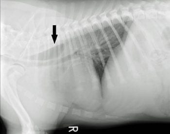 Figure 1. Right lateral radiograph of the thorax.
