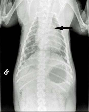 Figure 2. Dorsoventral radiograph of the thorax.