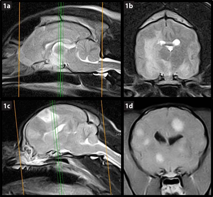 Figure 1. MRI scans of the brain are recommended as part of the diagnosis of exclusion determining idiopathic epilepsy. 1a and 1b. An example of a diffuse brain tumour. 1c and 1d. An example of multifocal inflammatory brain disease.