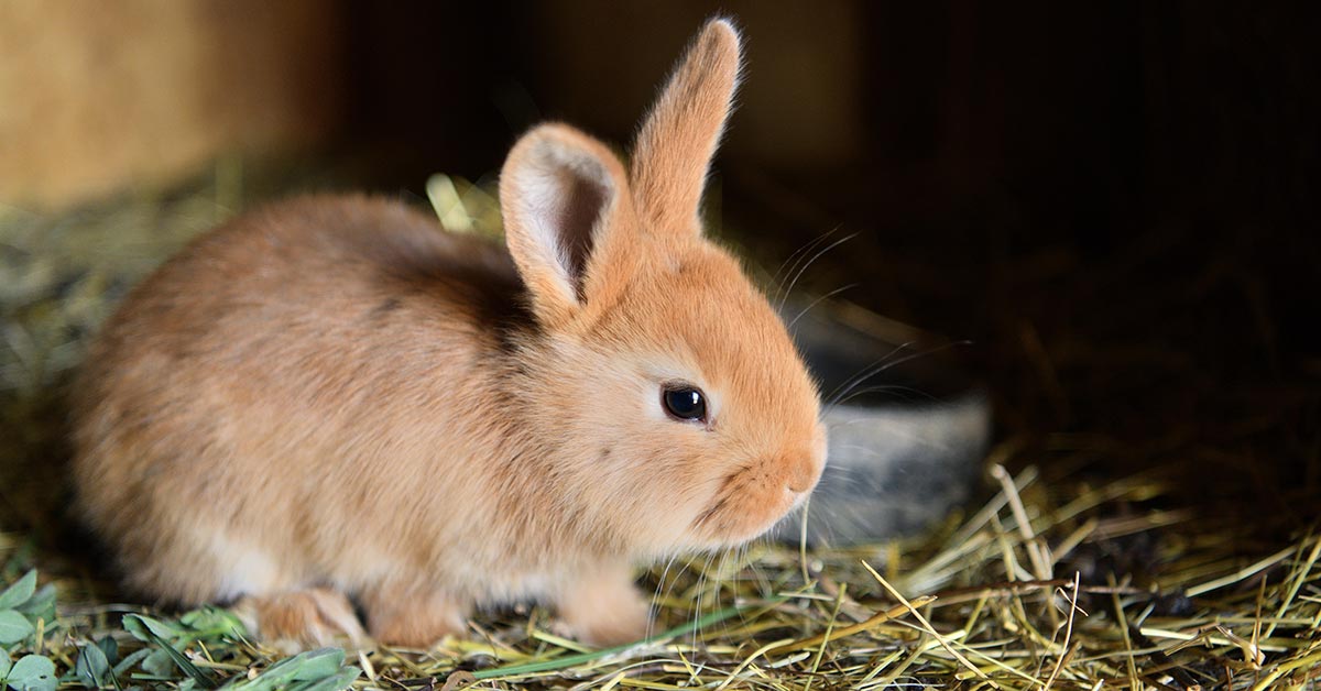 Baby rabbit. Image © Pavol Klimek / Adobe Stock