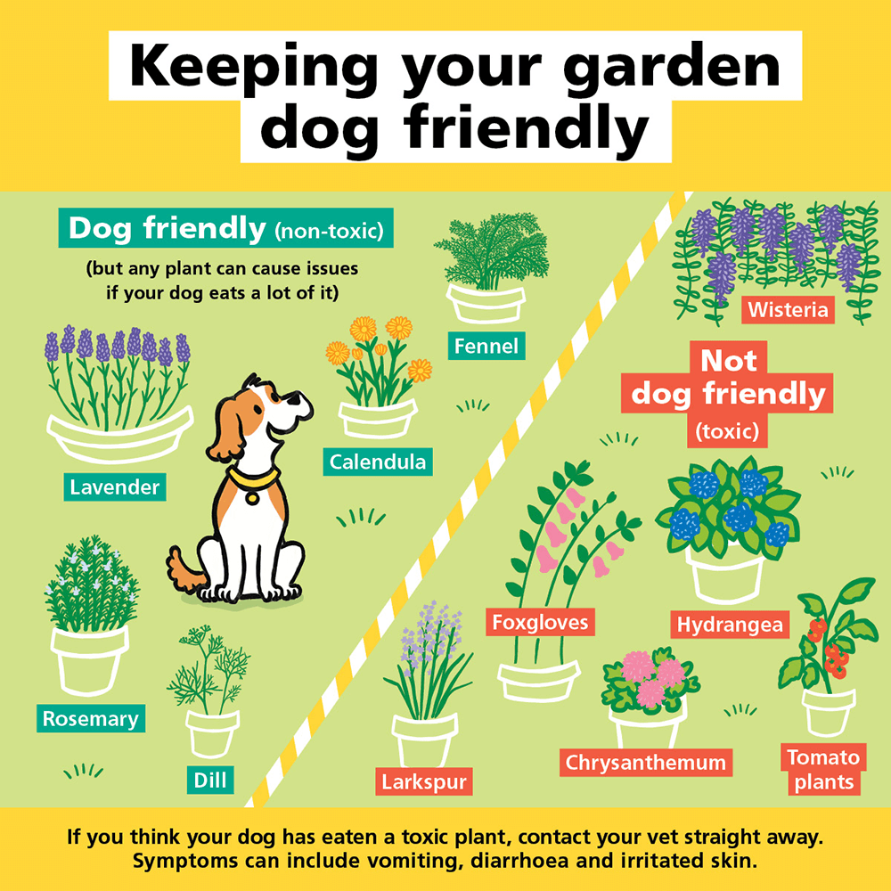 Rastliny vhodné pre psov do záhrady uk