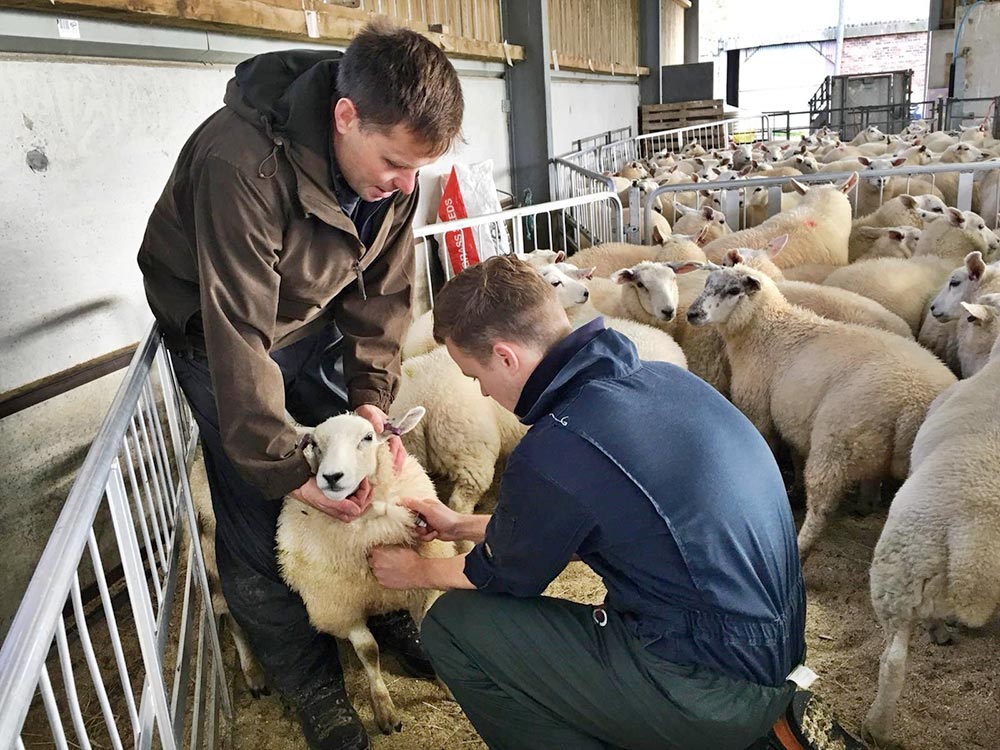 Ed Hill from Thrums Veterinary Group blood samples sheep.
