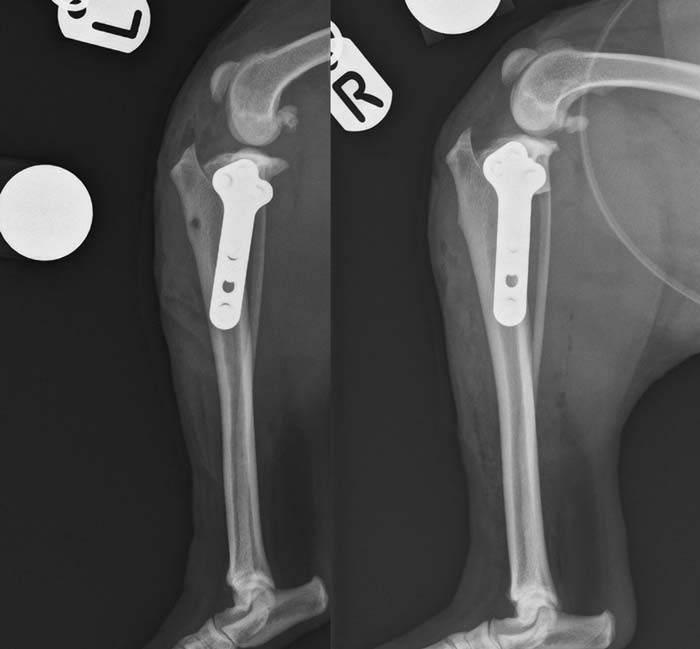 Lexi-Xrays