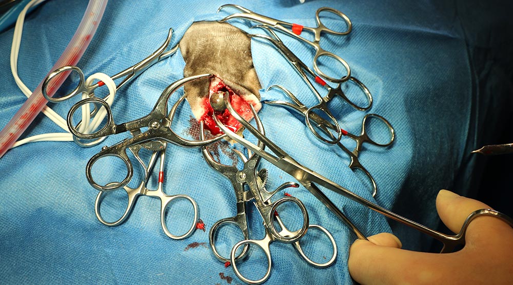 The ball bearing being removed from within Mabel’s skull.