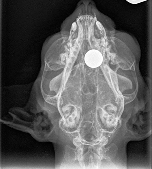 A dorsoventral x-ray image showing the ball bearing.
