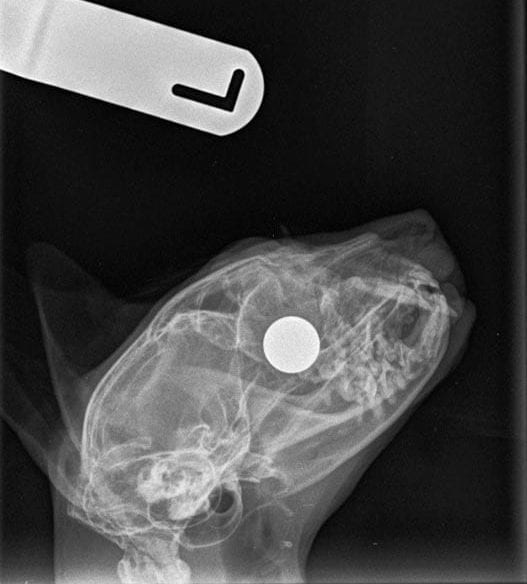 A lateral x-ray image of the bearing.