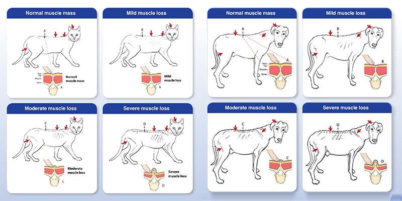 Muscle condition scoring in cats and dogs. The red arrows show where the palpation of the muscle mass should occur (WS