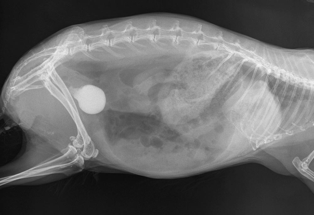 Figure 3. Hypercalciuria. Note the arthritic changes along the lumbar spine – a significant factor in reducing urination frequency. Such cases require analgesia and encouragement to increase water intake.