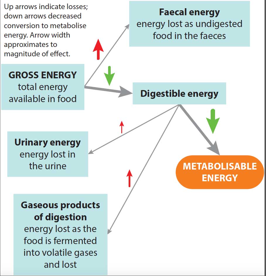Figure 3. Changes in conversion of gross energy to metabolisable energy with ageing.