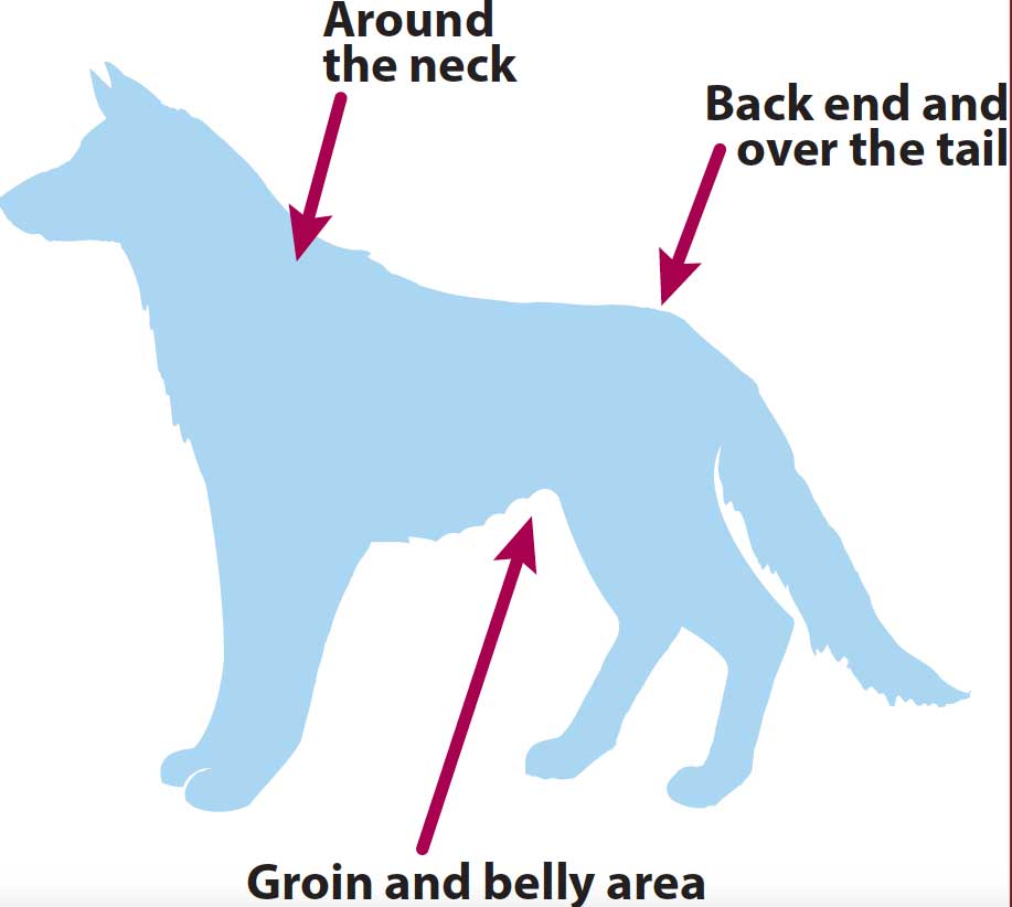 Figure 1. Lesion distribution in flea allergic dermatitis in the dog.