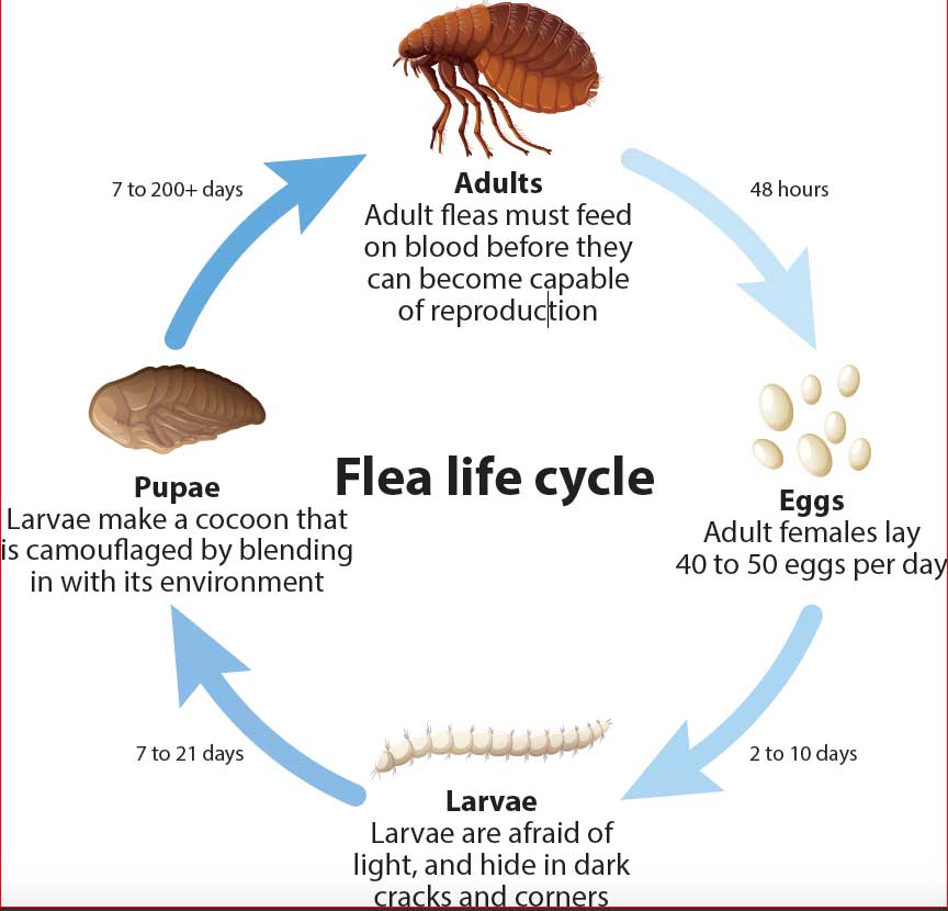 Figure 2. The life cycle of a cat flea.