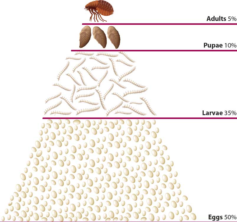 Figure 3. The flea life stages pyramid.