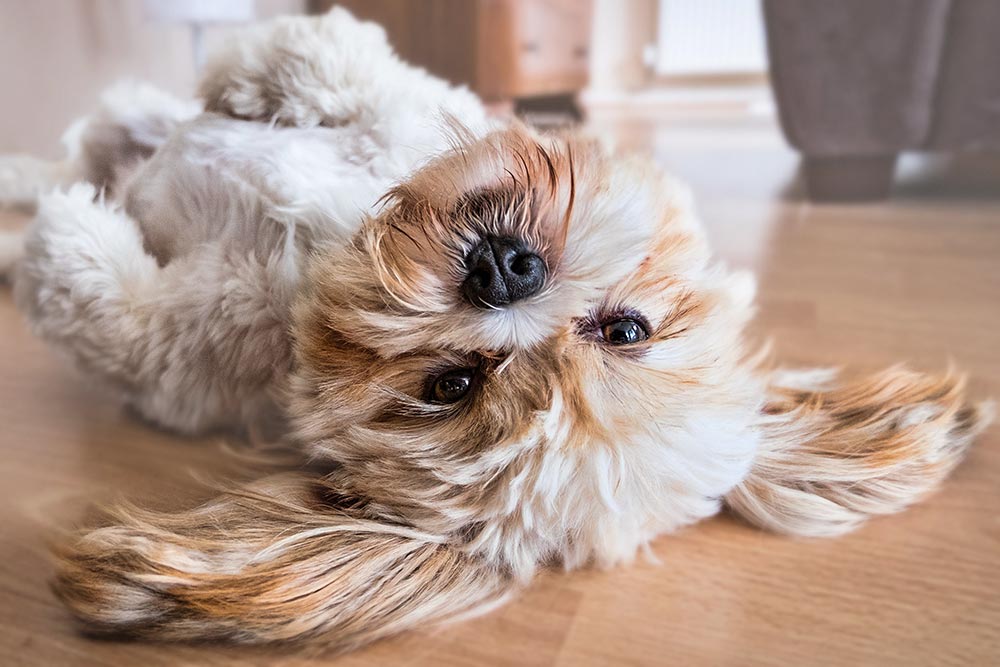The UK dog population has grown by 76% since 1970. Image © Fran_Mother_Of_Dogs / Pixabay