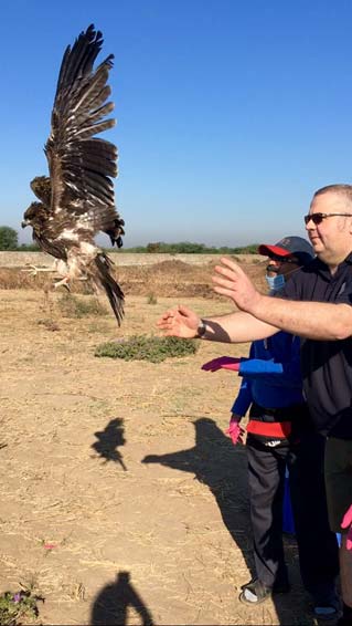Releasing a black kite back into the wild after nursing it back to health. Flight is an incredible trait and should be retained in captive birds.