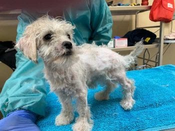 Dogs Trust wants tighter action to prevent smuggling after highlighting problems had continued during the pandemic.
