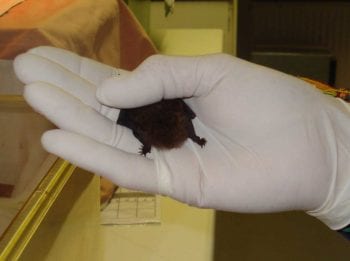 bat care