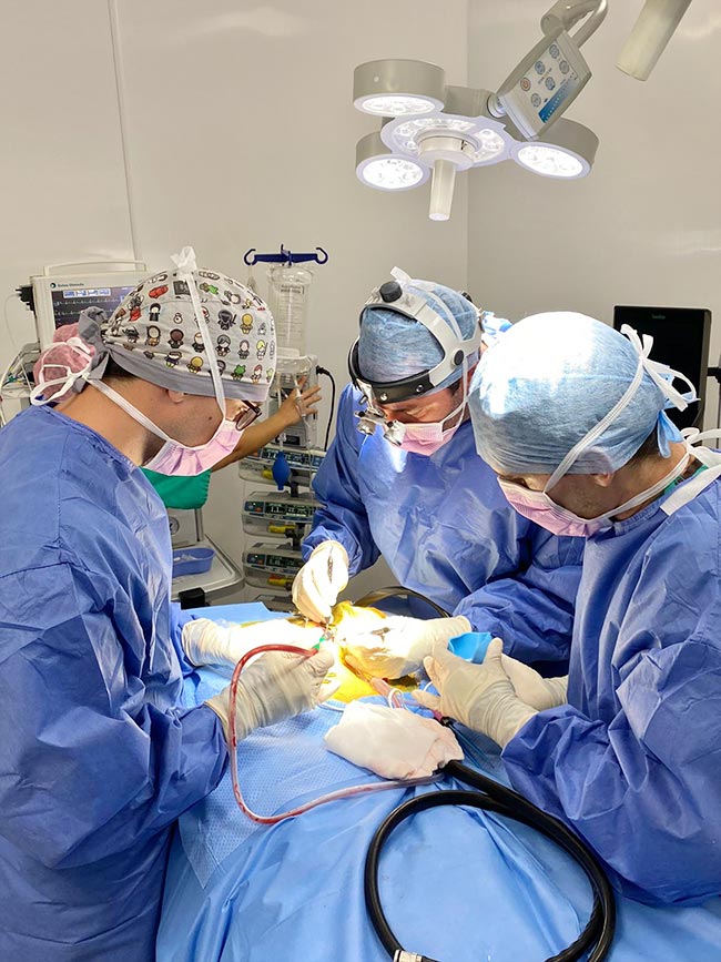 A supratentorial partial craniectomy was carried out to remove the tumour.