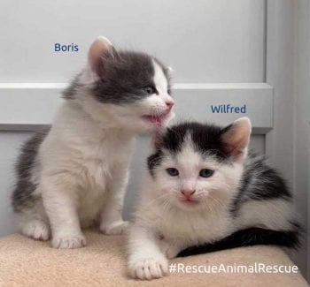 Boris&Wilfred