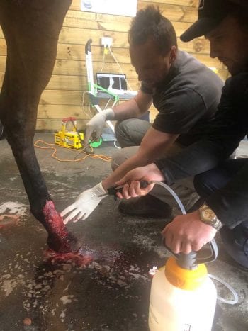 The wound management guidelines follow BEVA’s recommendations on the safe use of analgesia in horses. Image: Dr G Quinn.
