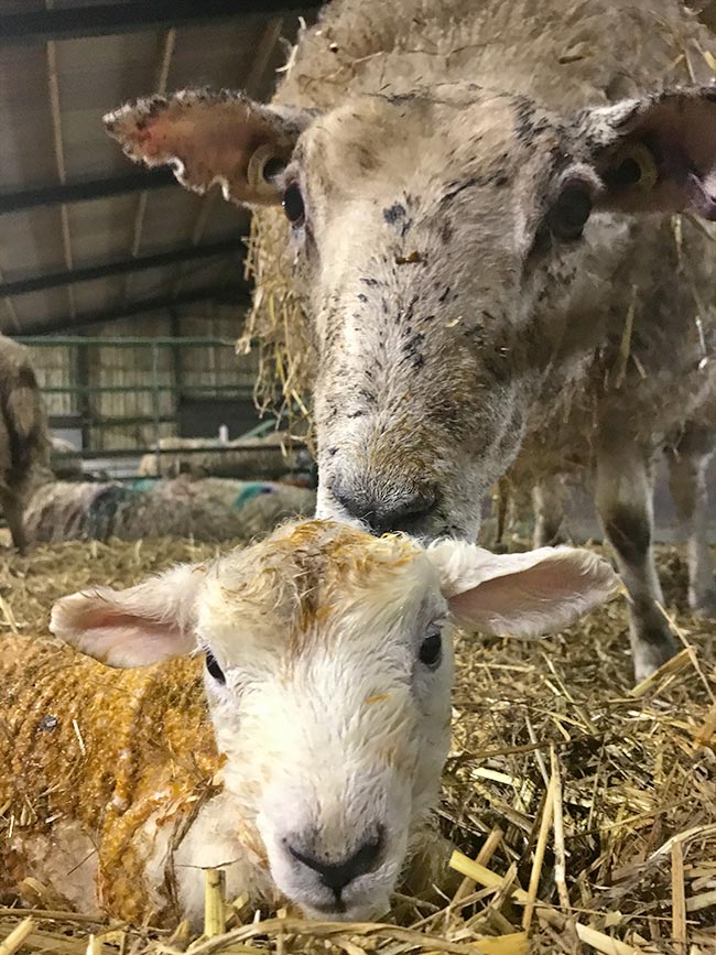 Ewe with lamb