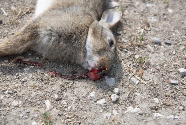 Almost two-thirds of rabbits died from RHD. Image © Nigel Harcourt-Brown