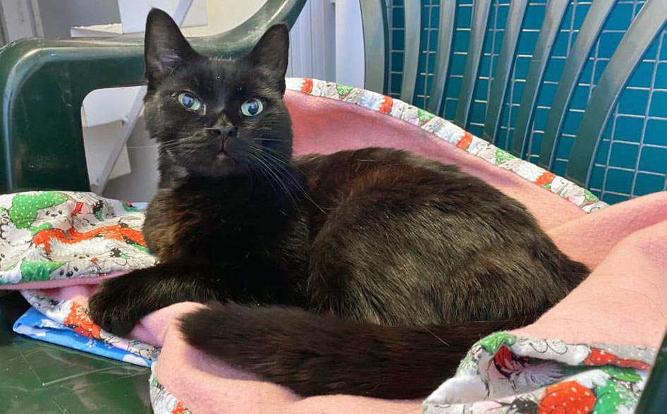 Kali will be rehomed once he has recovered from his ordeal.