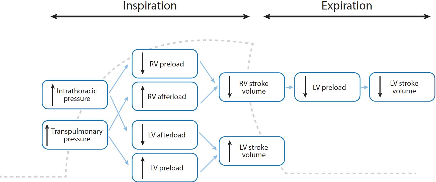 Figure 1. Cardiovascular changes during the respiratory cycle. RV = right ventricular; LV = left ventricular.