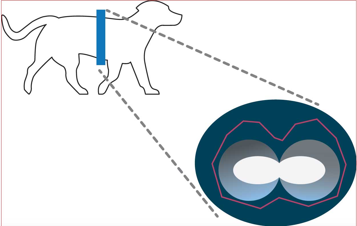 Figure 7. Drawing of an example of a two‑dimensional image of the distribution of the different electrical conductivities (impedance) changes within the thorax in a dog.